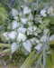 2012-04-21:Plant variagated leaf
