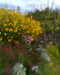 2012-09-25:Flowers
