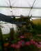 2013-06-12:Flower show
